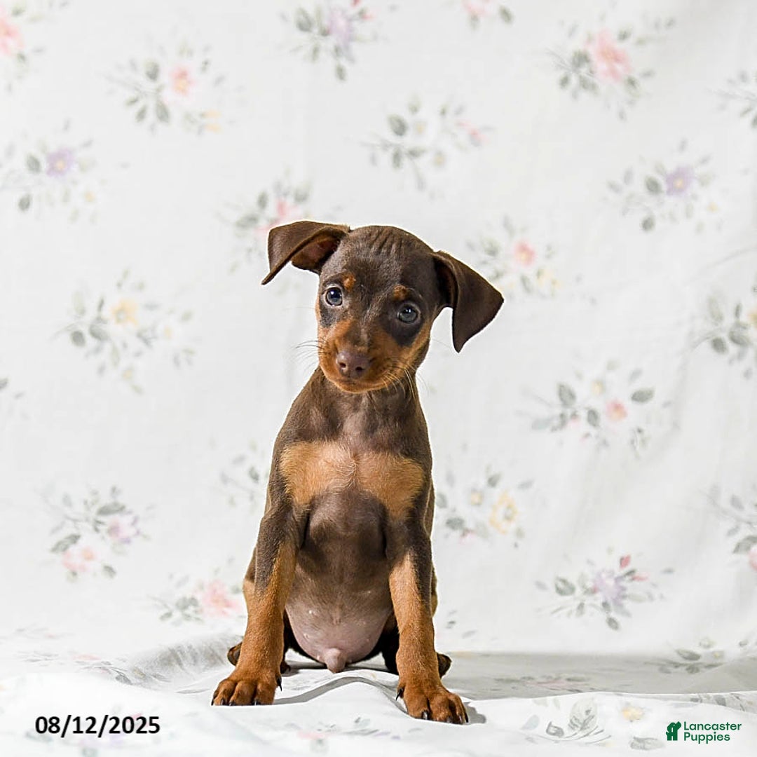 Miniature Pinscher dogs for sale: Chief - Image 3