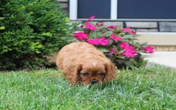 Cavalier King Charles Spaniel dogs for sale: Bentley - Image 6
