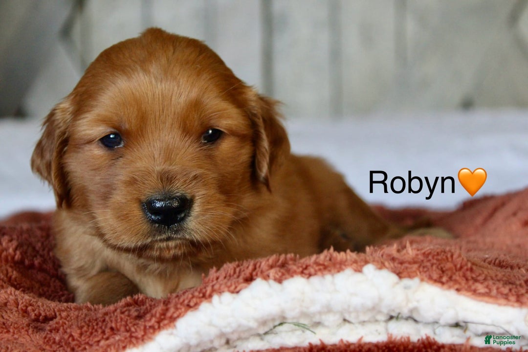 Golden Retriever dogs for sale: Robyn - Image 9