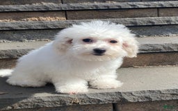 Bichon Frise dogs for sale: Biscuit - Image 7