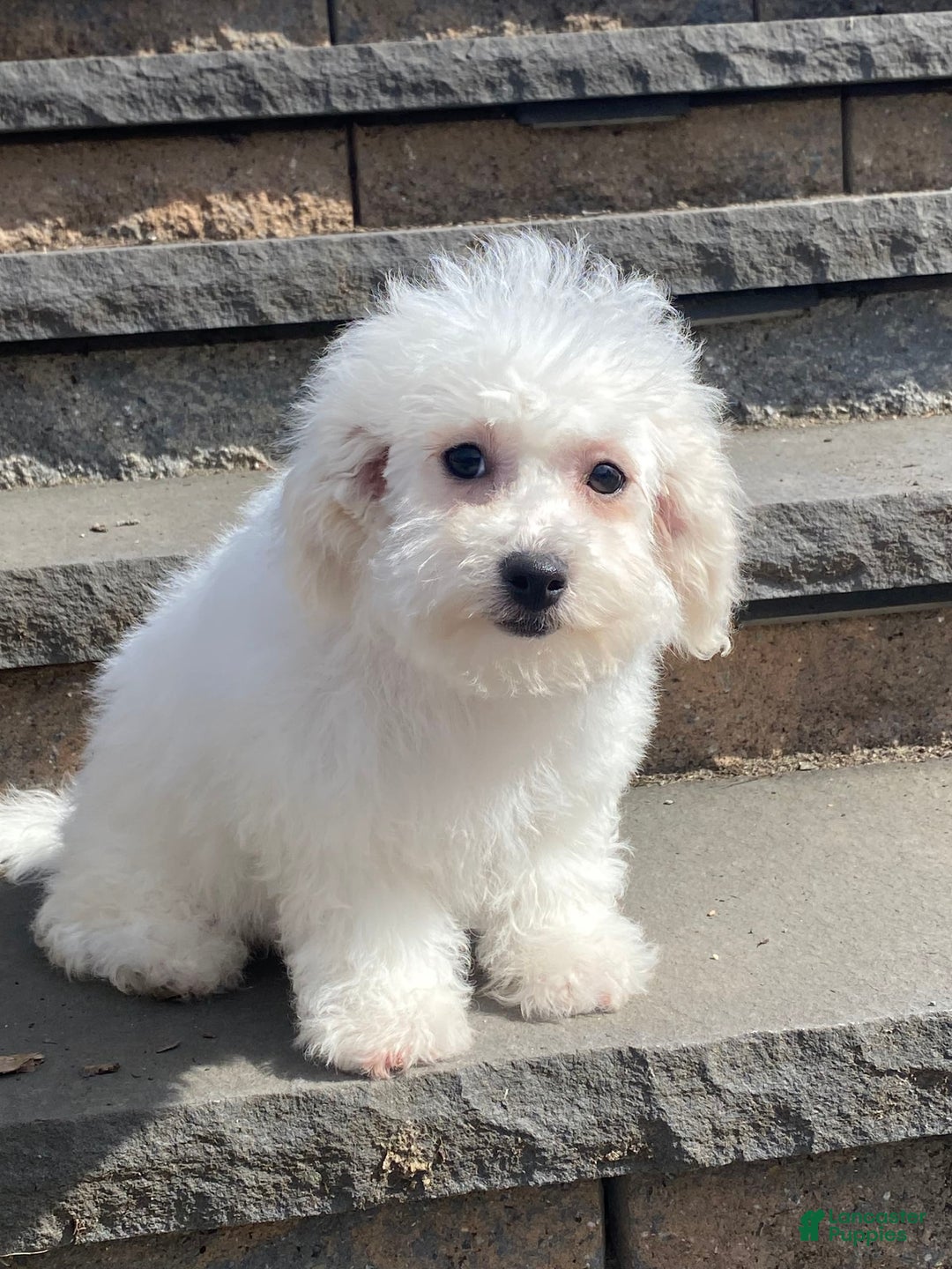 Bichon Frise dogs for sale: Biscuit - Image 7