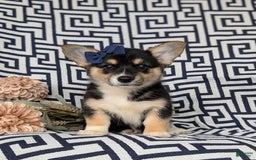 Welsh Corgi Pembroke dogs for sale: Kandis - Image 1