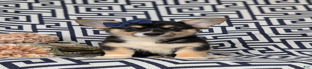 Kandis