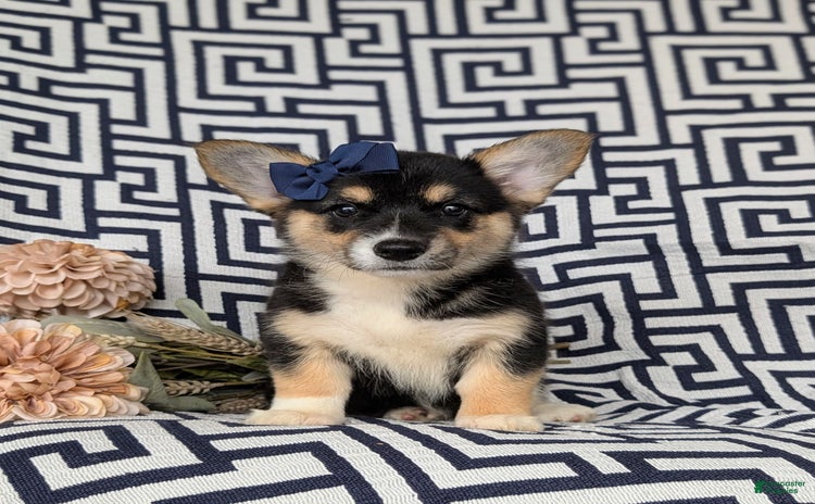 Welsh Corgi Pembroke dogs for sale - Ad 2