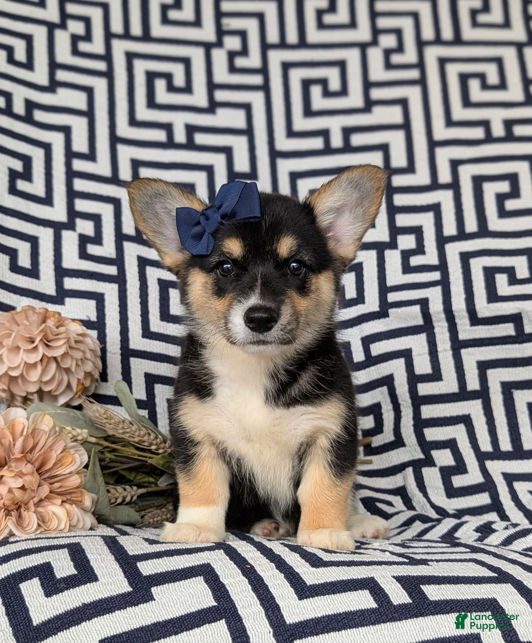 Welsh Corgi Pembroke dogs for sale: Kandis - Image 1