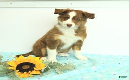 Miniature Australian Shepherd dogs for sale: Bozo - Image 7