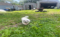 Yorkshire Terrier dogs for sale: Dahlia - Image 1