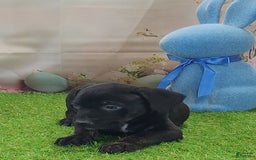 Catahoula Leopard Dog dogs for sale: Juliet 2025 M7 Catahoula puppy - Image 10