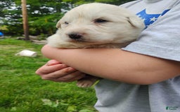 Great Pyrenees dogs for sale: Holly - Image 5