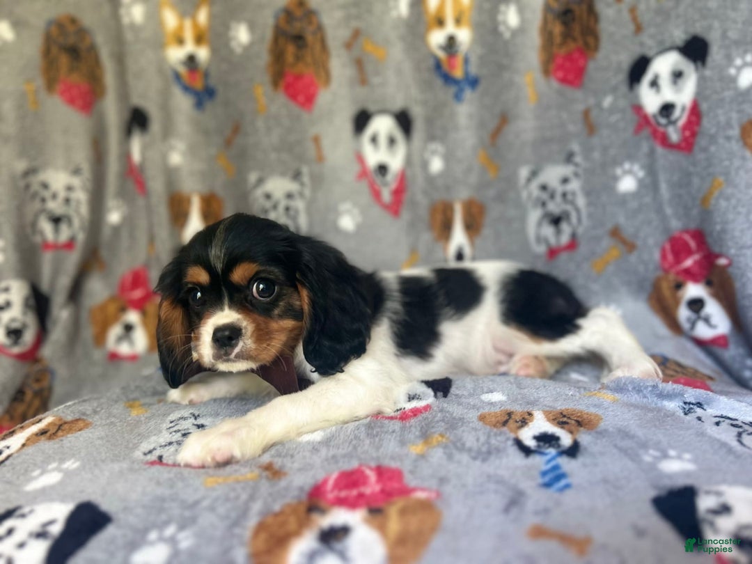 Cavalier King Charles Spaniel dogs for sale: Chewy - Image 8