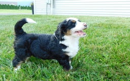 Mini Bernedoodle dogs for sale: Kody - Image 2