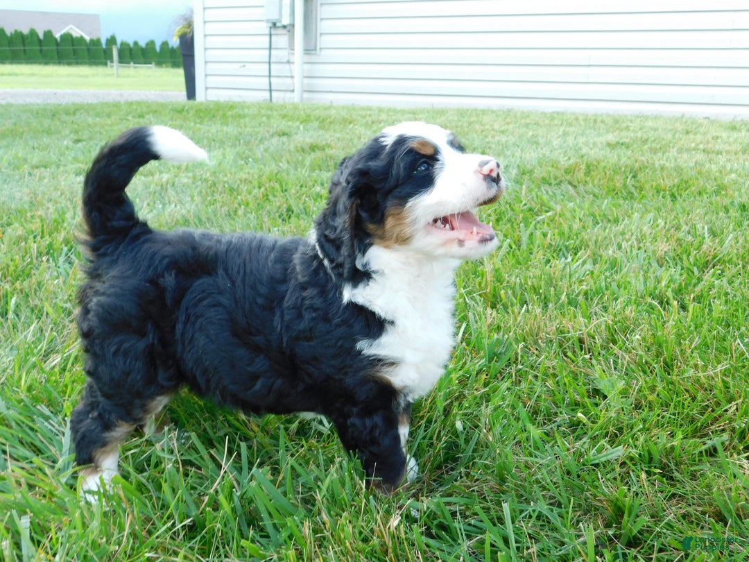 Mini Bernedoodle dogs for sale: Kody - Image 2