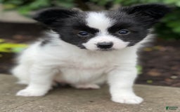 Papillon dogs for sale: Radar - Image 1