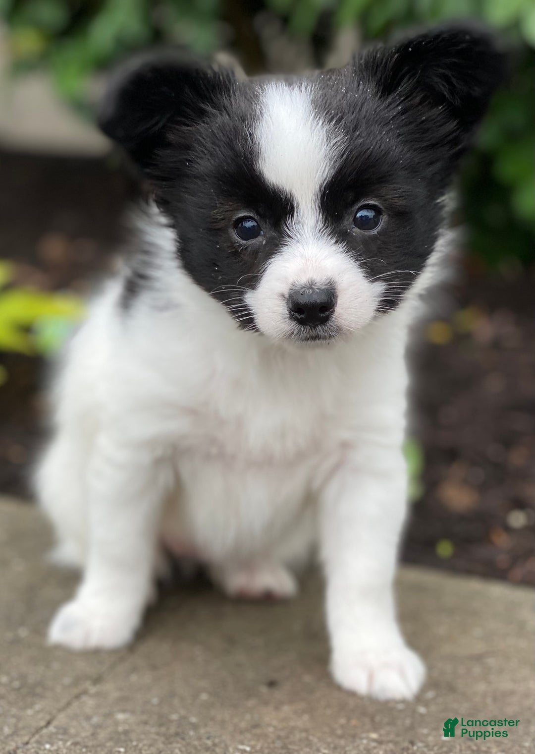 Papillon dogs for sale: Radar - Image 1