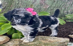 Standard Poodle dogs for sale: Reba - Image 2