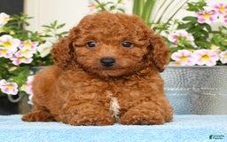 Miniature Poodle dogs for sale: Rhett - Image 2