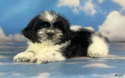 Shih Tzu dogs for sale: Oreo Aca - Image 7