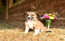 Shetland Sheepdog dogs for sale: Rover - Image 1