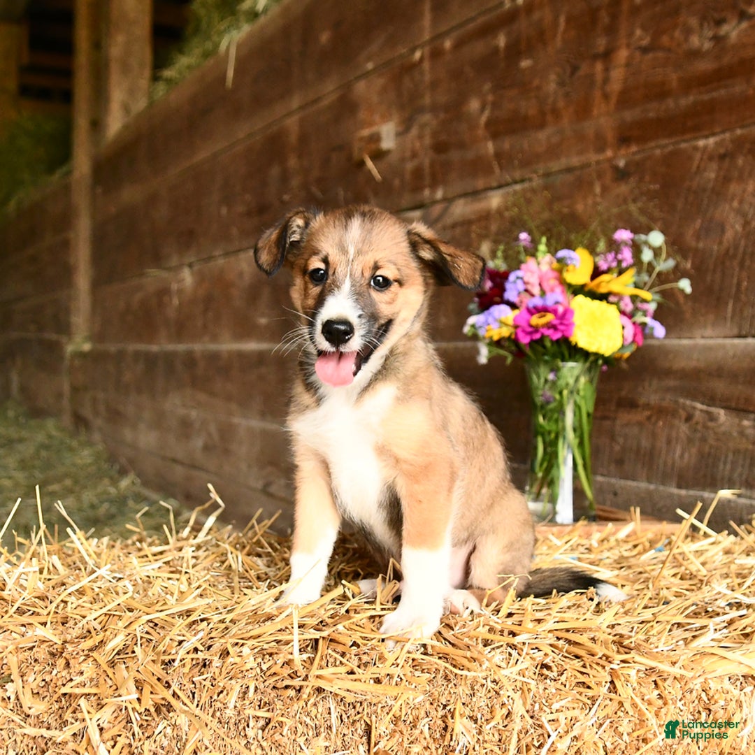 Shetland Sheepdog dogs for sale: Rover - Image 1