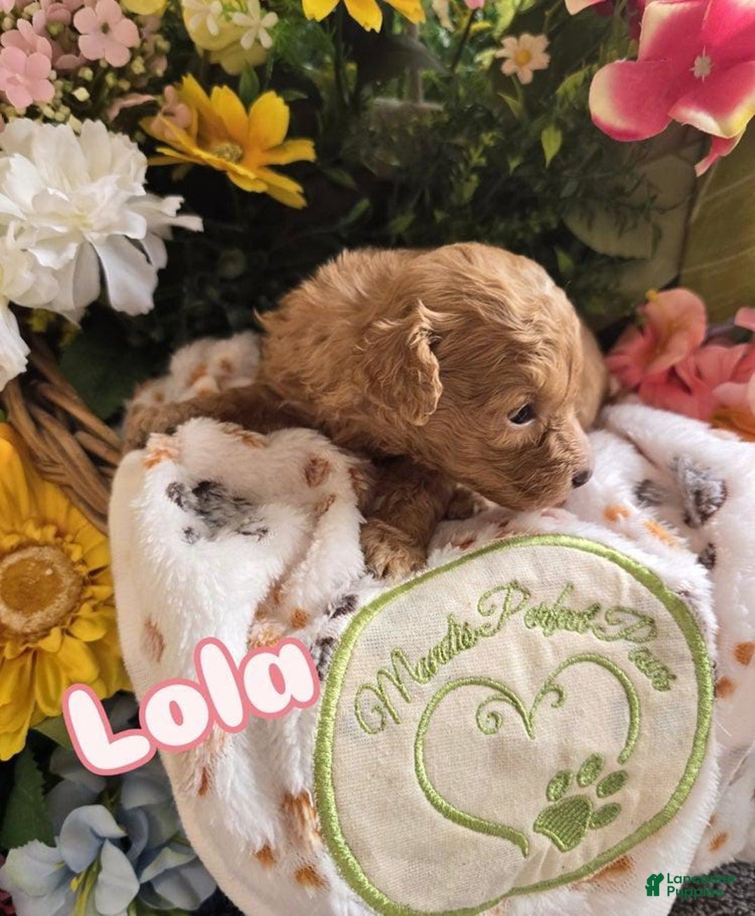 Toy Poodle dogs for sale: Lola - Image 1