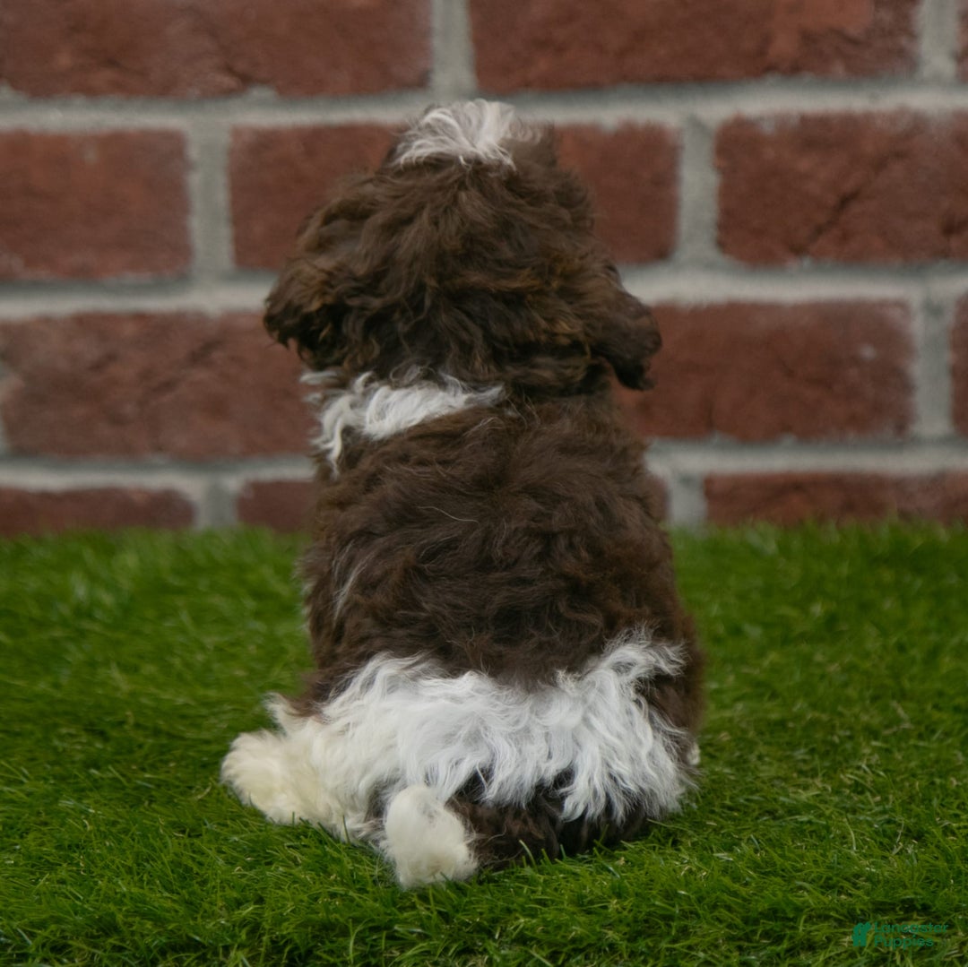 Havanese dogs for sale: Gabby - Image 2