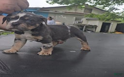 American Bully dogs for sale: Boss - Image 4