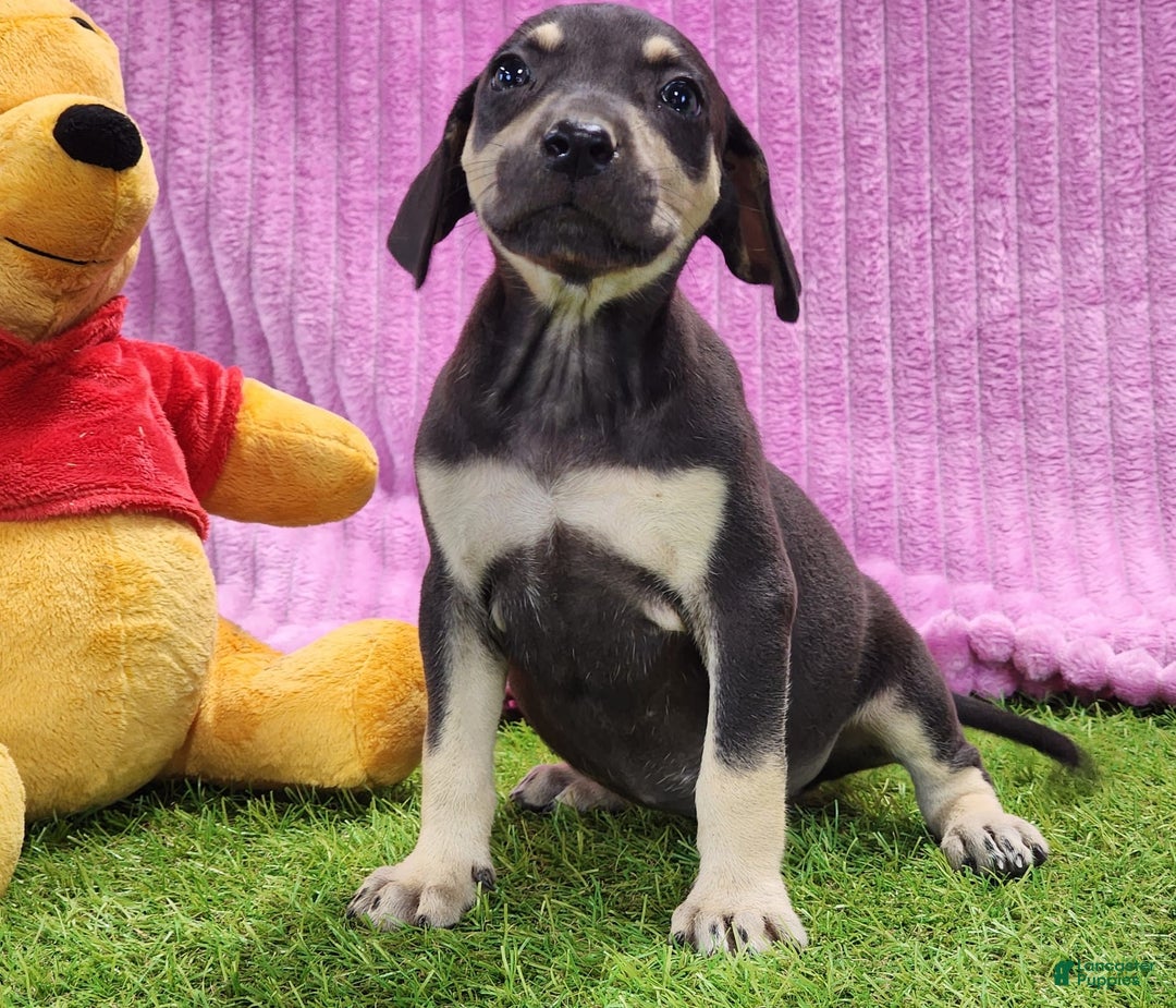 Catahoula Leopard Dog dogs for sale: Tess 2025 Female 1 - Image 11