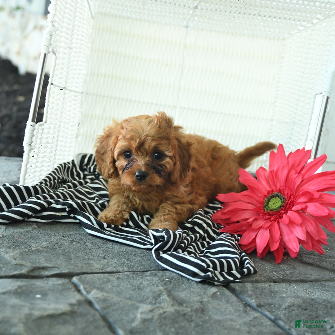 Cavapoo dogs for sale: Nick - Image 5