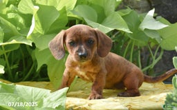 Miniature Dachshund dogs for sale: Jasmine - Image 2