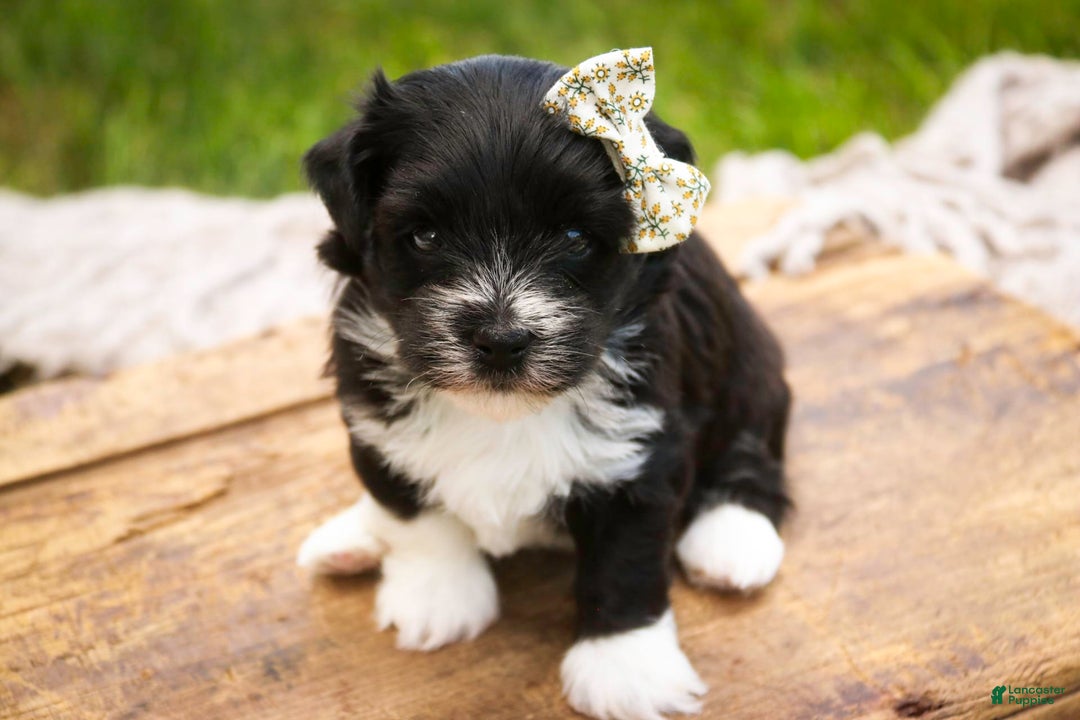 Havanese dogs for sale: Winnie - Image 4