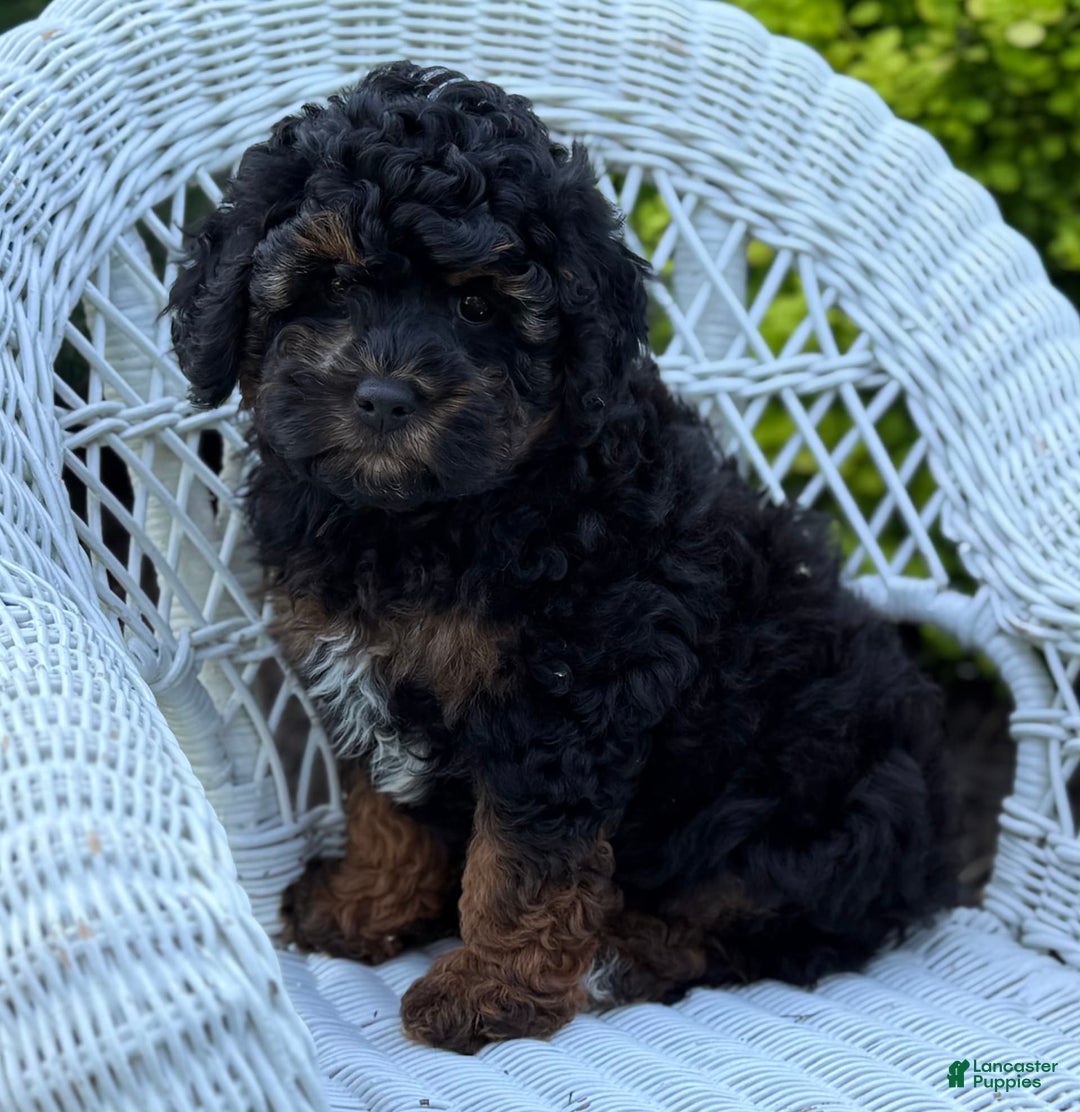 Cavapoo dogs for sale: Cavapoo 4 puppies - Image 21