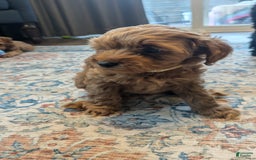 Cockapoo dogs for sale: Bailey - Image 11