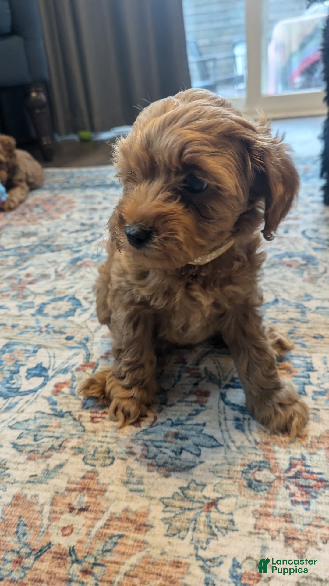 Cockapoo dogs for sale: Bailey - Image 11