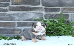 Olde English Bulldogge dogs for sale: Callie - Image 5