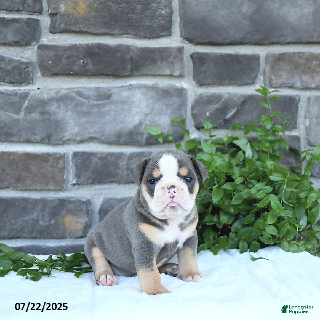 Olde English Bulldogge dogs for sale: Callie - Image 5