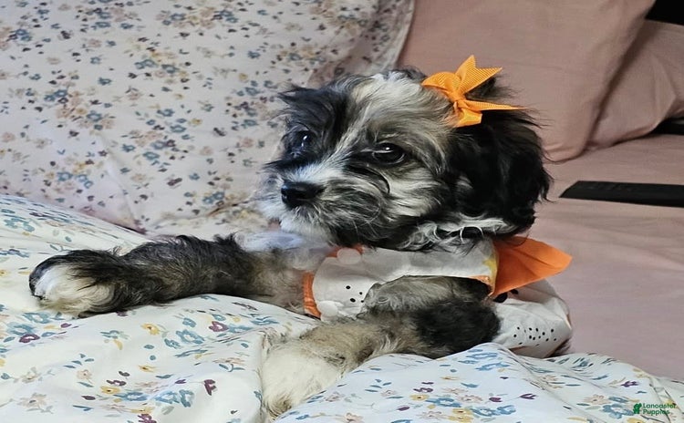 Cockapoo dogs for sale - Ad 2