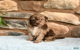 Miniature Poodle dogs for sale: Chocolate - Image 5