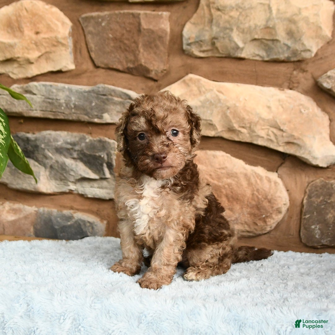 Miniature Poodle dogs for sale: Chocolate - Image 5