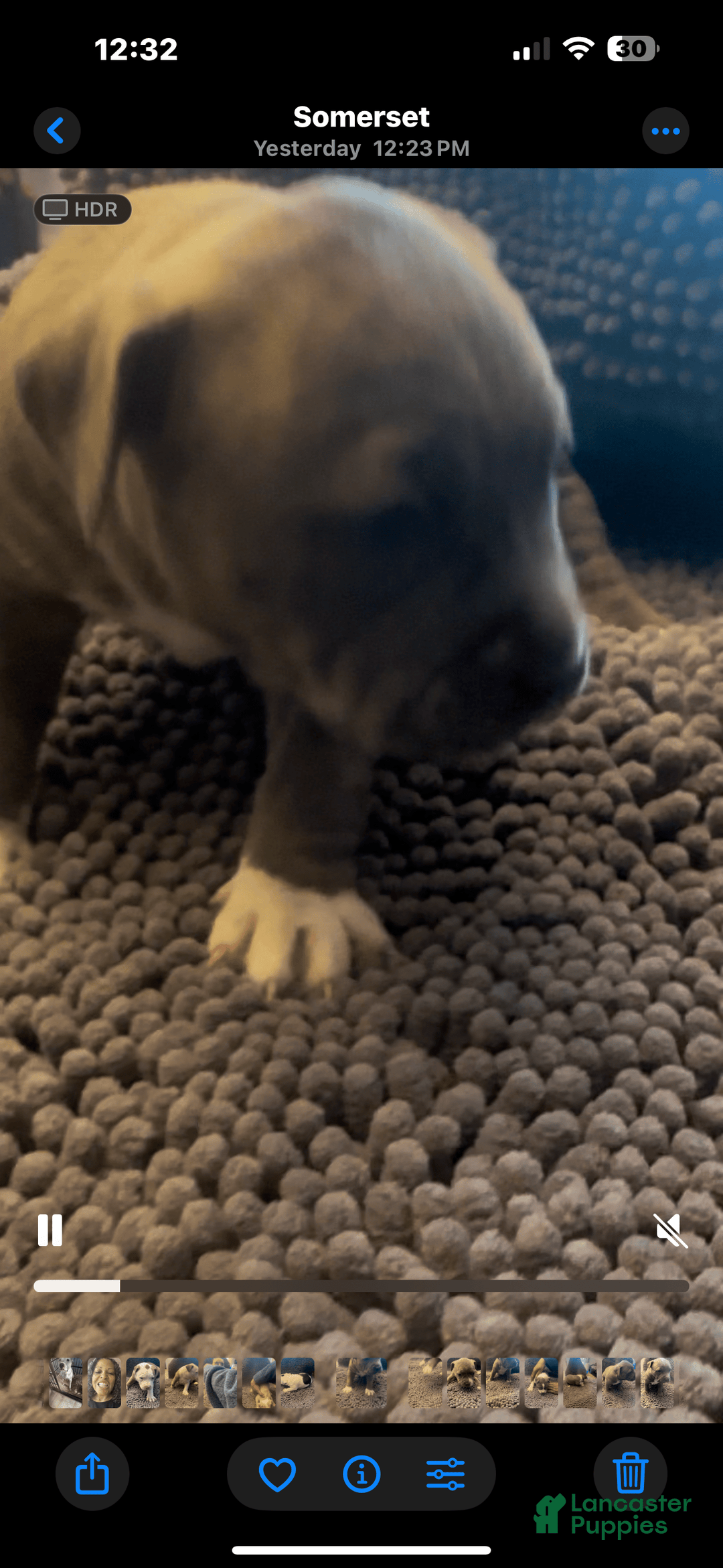 American Pit Bull Terrier dogs for sale: Jelly - Image 1