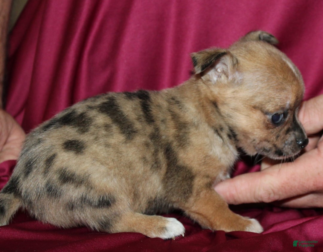 Chihuahua dogs for sale: Pablo - Image 2