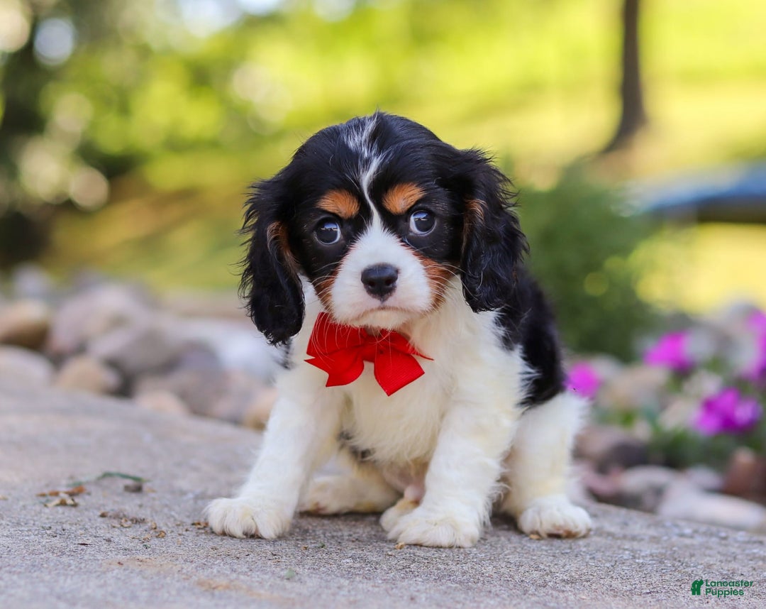 Cavalier King Charles Spaniel dogs for sale: Tucker - Image 2