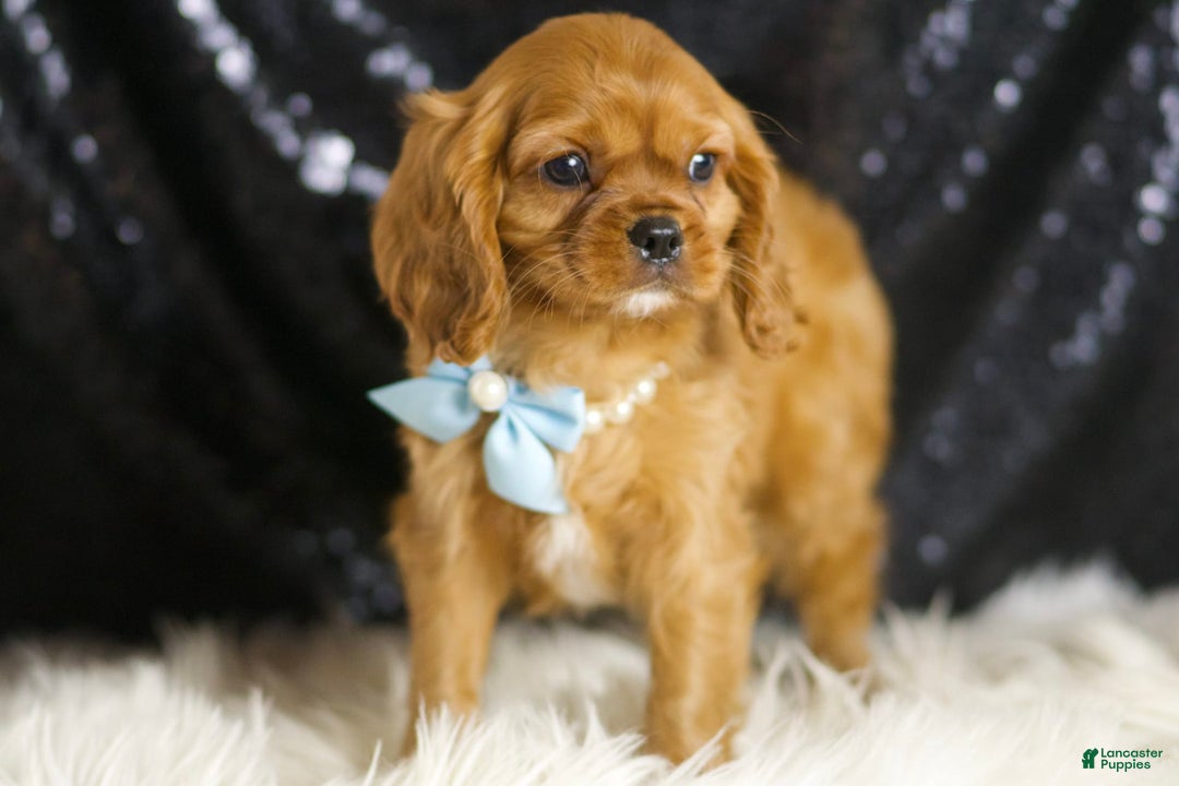 Cavalier King Charles Spaniel dogs for sale: Charmer - Image 1