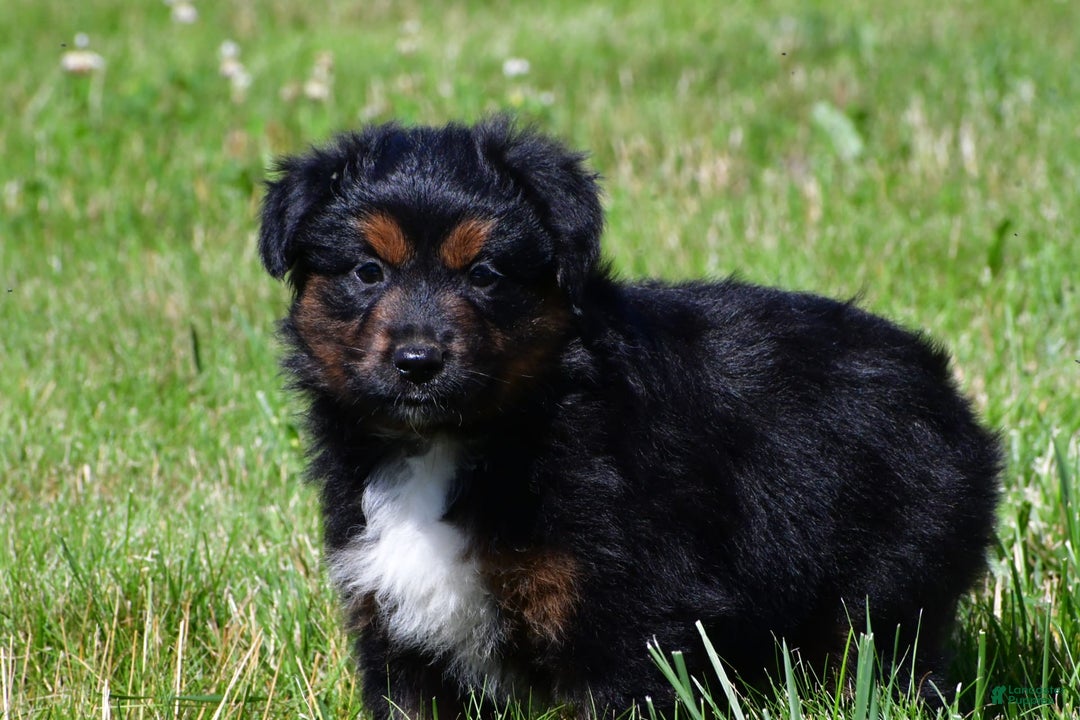 Miniature Australian Shepherd dogs for sale: Natasha - Image 9
