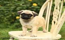 Pug dogs for sale: Jasmine - Image 7