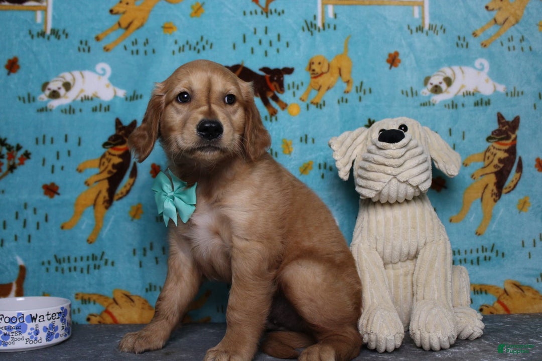 Golden Retriever dogs for sale: Rufus - Image 13