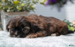 Shorkie dogs for sale: Luka - Image 1