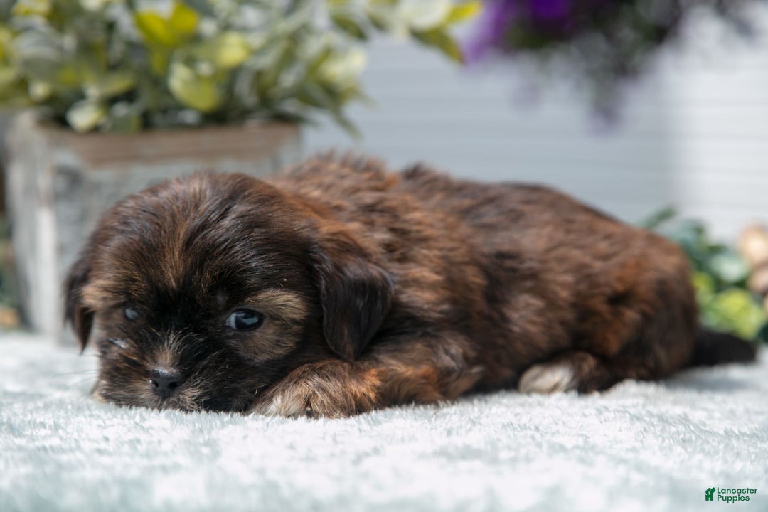Shorkie dogs for sale: Luka - Image 1