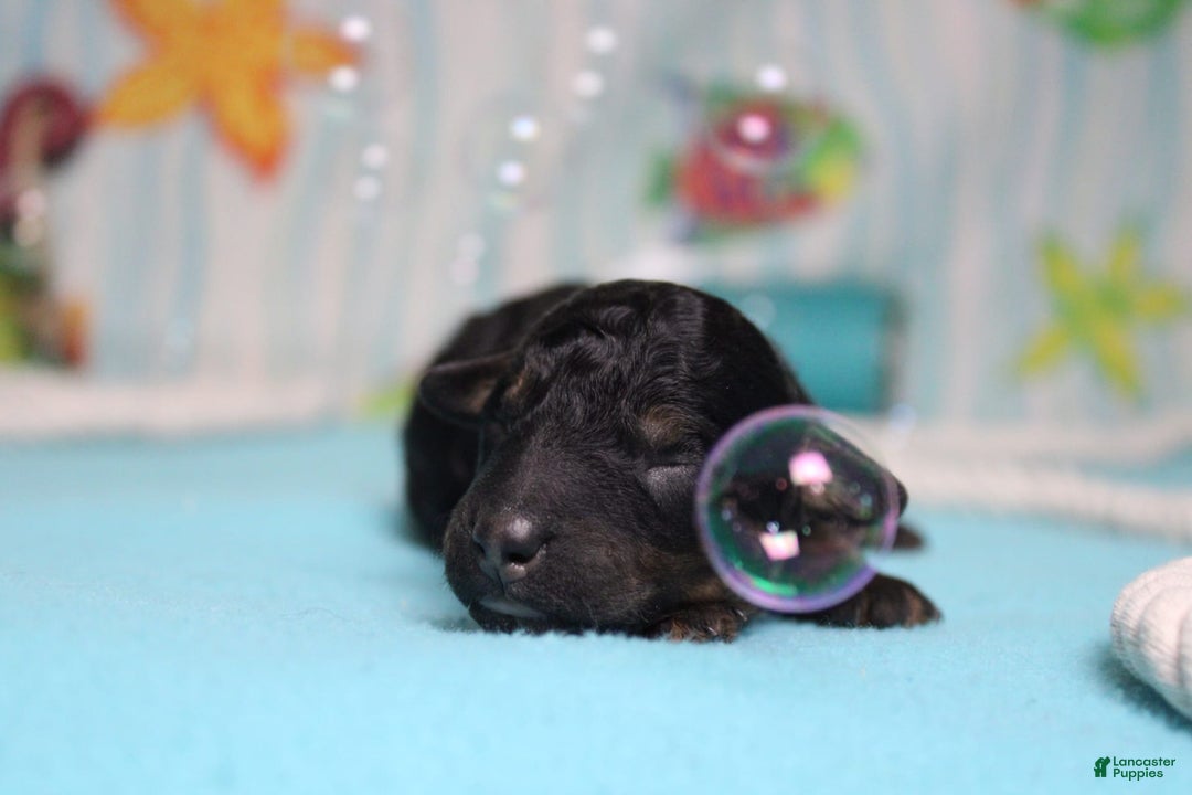 Toy Poodle dogs for sale: Jett - Image 10