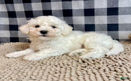 Bichon Frise dogs for sale: Blanche - Image 3
