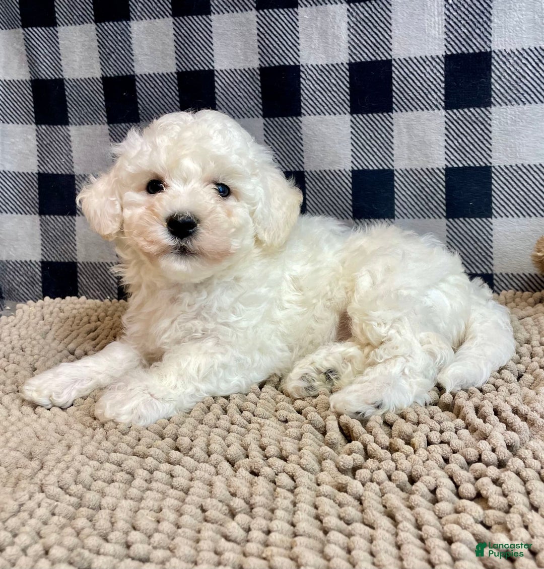 Bichon Frise dogs for sale: Blanche - Image 3